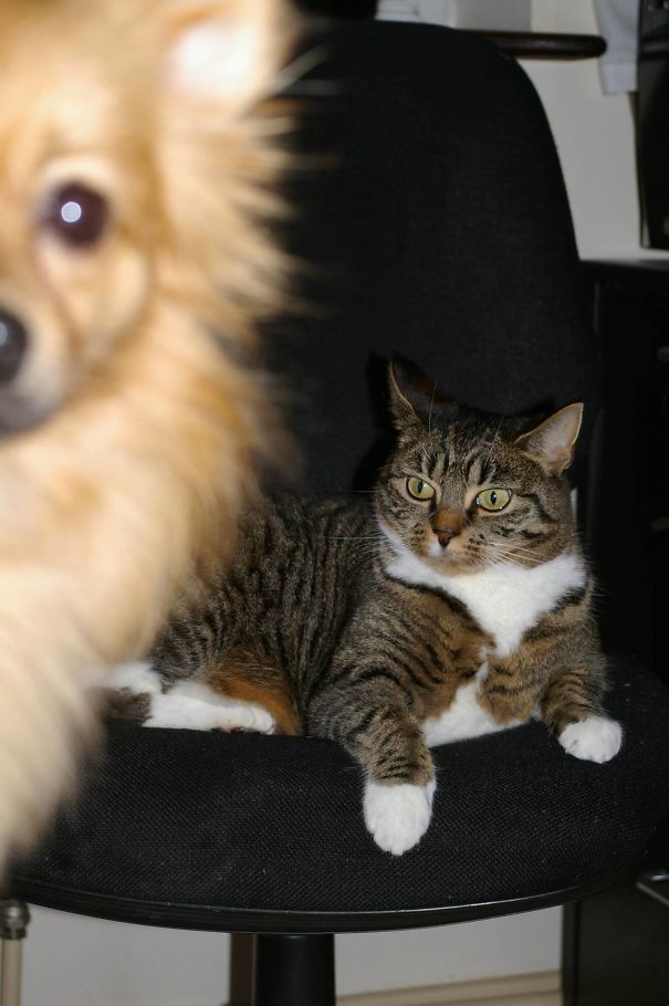 Funny Dog Photobombs