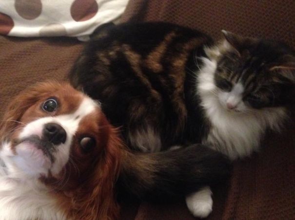 Funny Dog Photobombs