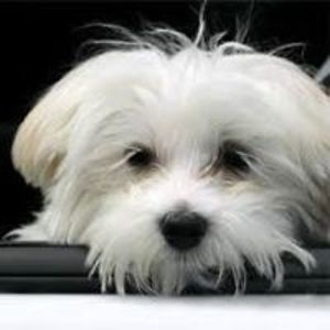 constantina_golfi avatar