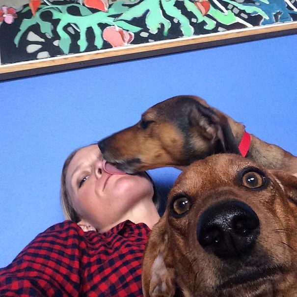 Funny Dog Photobombs