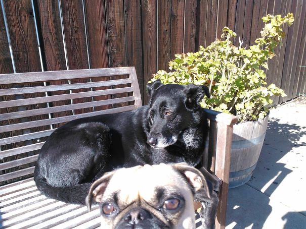 Funny Dog Photobombs