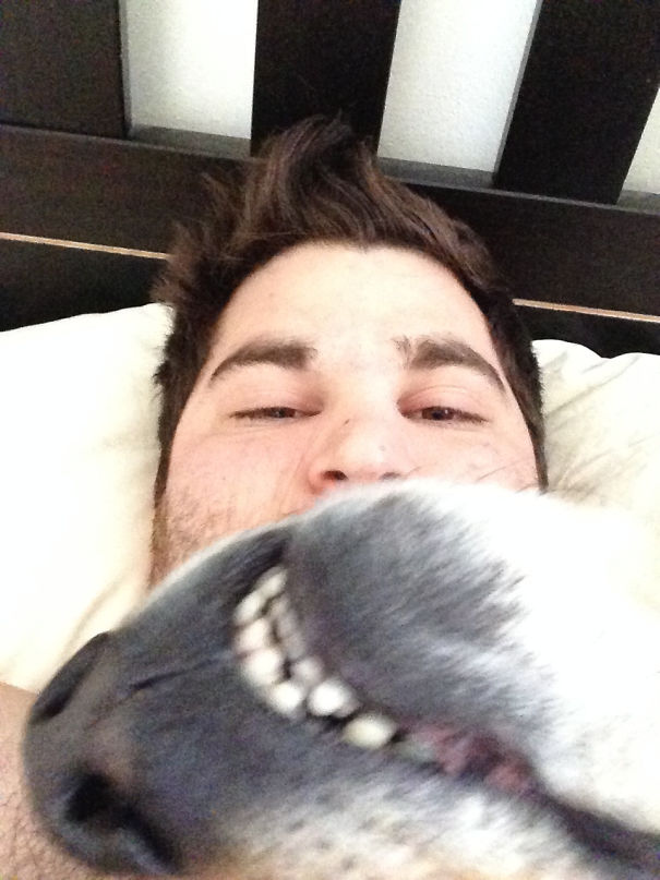 Funny Dog Photobombs