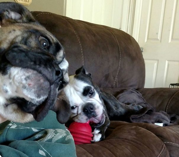 Funny Dog Photobombs