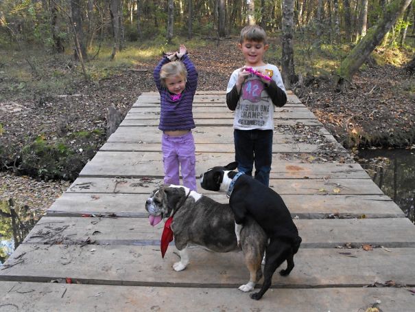 Funny Dog Photobombs