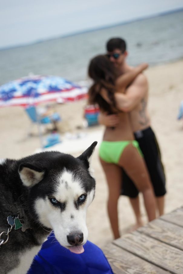 Funny Dog Photobombs