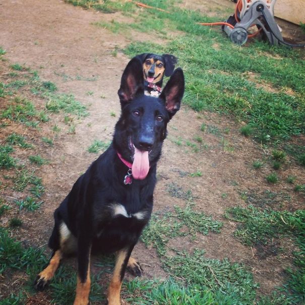 Funny Dog Photobombs