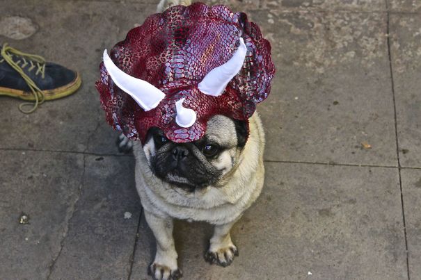 Went Online-Shopping While Drunk... Now I Own A Jurassic-Pug