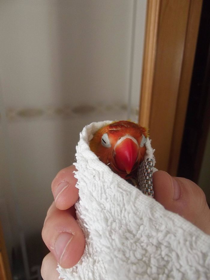 This Is Mango, My Hot-Baths-Lover-Lovebird