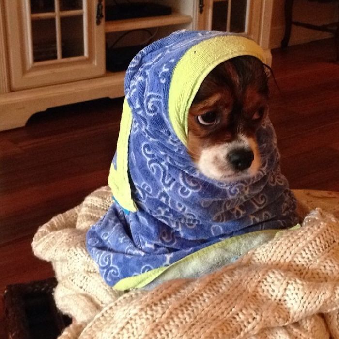 Saddest Expression Ever. Pippa After Her Bath