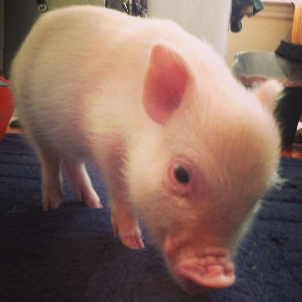 "Hey Bud, I Got Really Drunk And Bought A Pig Last Night. Her Name Is Carol. Come Over And Meet Her."