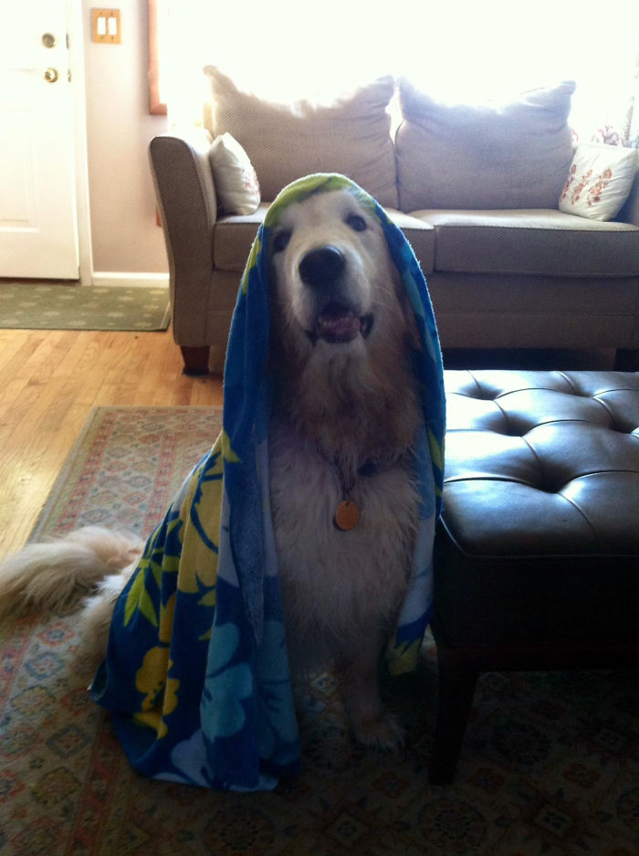 My Golden Retriever After A Bath