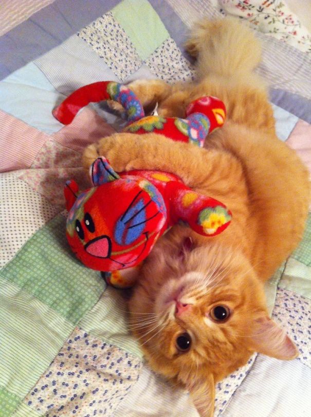 My Sister Adopted A Cat. He Likes To Snuggle With His Stuffed Toy