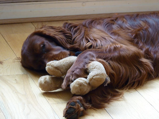 Logan Can't Fall Asleep Unless He Is Hugging His Stuffed Toy Puppy