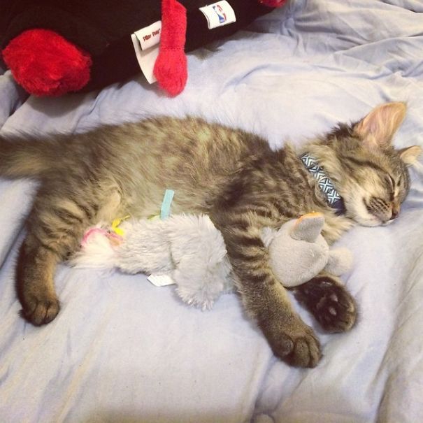 Kitten Needs Mouse Toy To Sleep