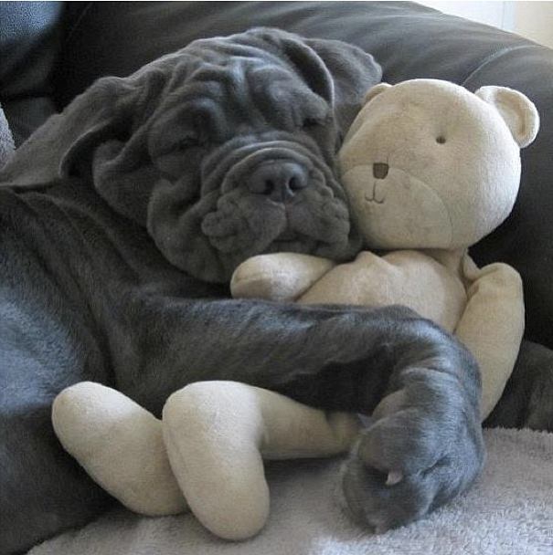 I Can't Sleep Without My Snuggle Bear!