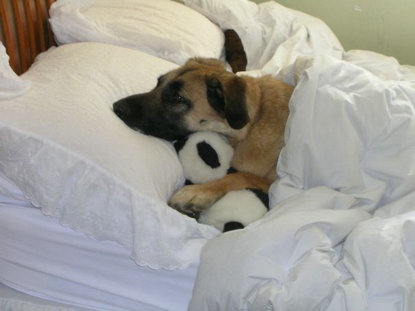 My Dog Got Lonely So We Gave Him A Panda To Snuggle With