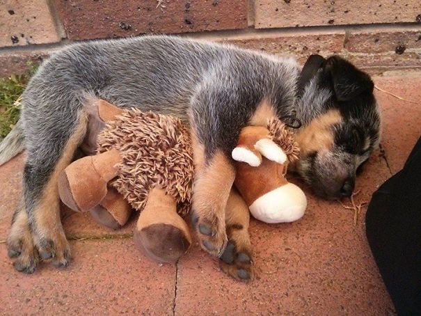 Sometimes You Need A Cuddle Buddy To Sleep