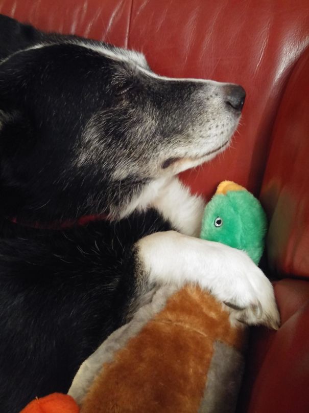 My Dog Might Be Old But He Still Loves To Snuggle Ducky