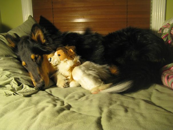 Everyone Needs A Fuzzy Lil' Puppy To Sleep With