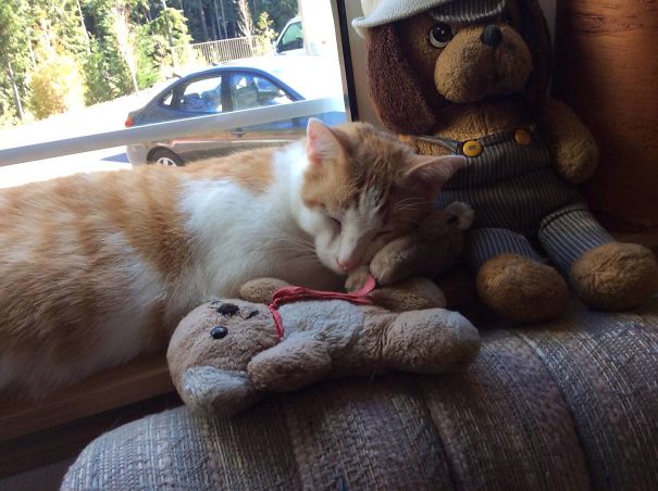 Found This Guy Half-Dead And Starving In The Snow. Two Years Later, He Is Fat, Happy And Sleeps With Teddy Bears