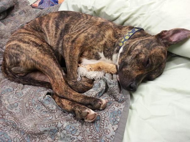 My 80lb. Pit Loves To Cuddle