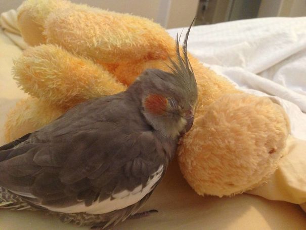 Here Is My Little Birdie Sleeping With Her Toy Giraffe