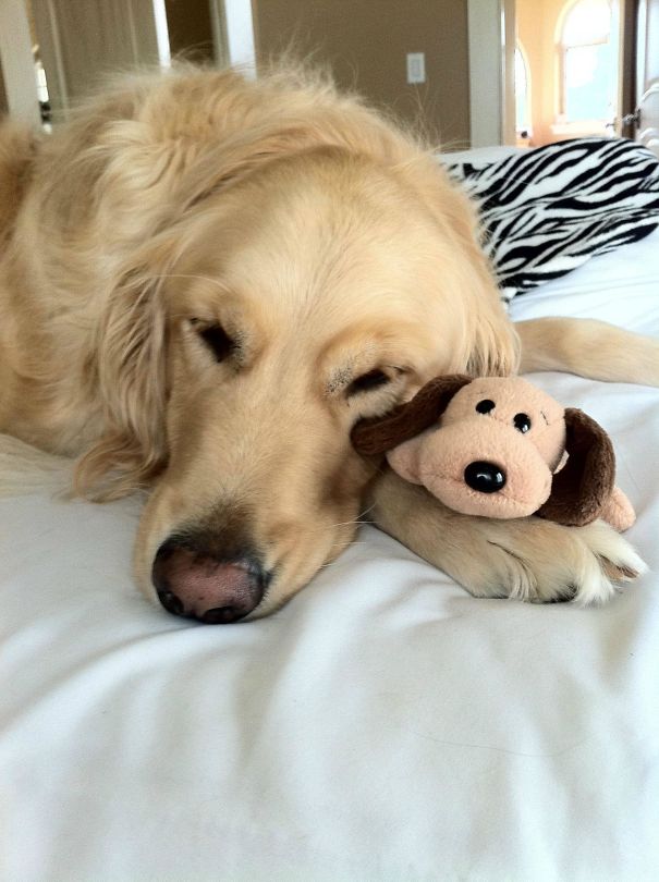 He Won't Sleep Without It