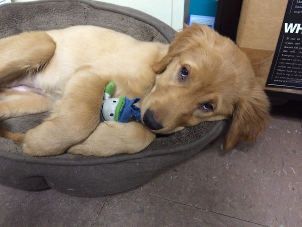 Lucy Cuddling With Her Favorite Toy