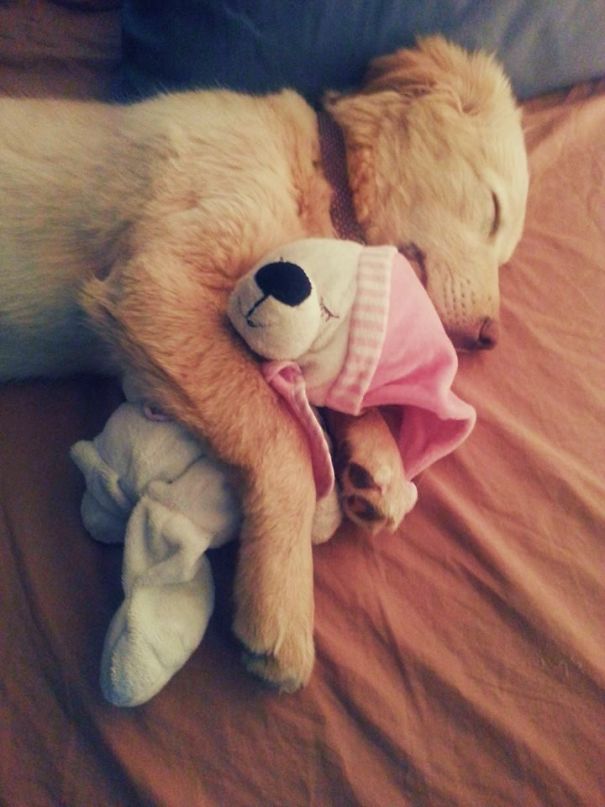 Woke Up And Found My Puppy Snuggling With Her Bedtime Toy. How Cute Is This!