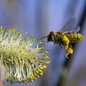 isabellaleafa423 avatar