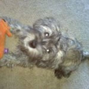 joe_connelly_1 avatar