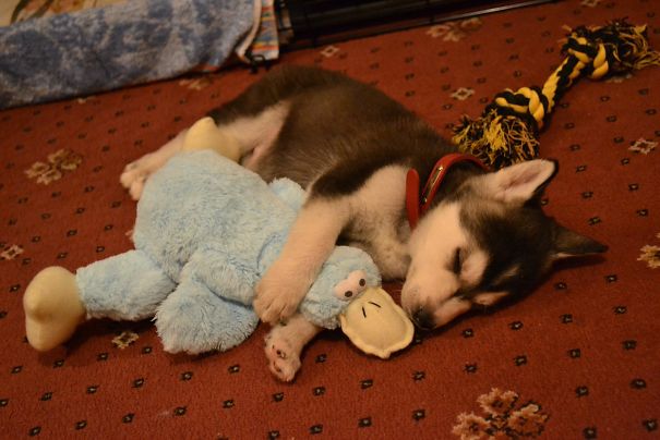 Cute Husky Pup Sleeping