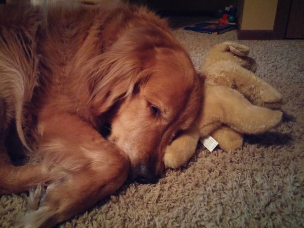 He Has Had His Puppy Since We Got Him. It Smells Like His Mom And He Takes It Everywhere With Him