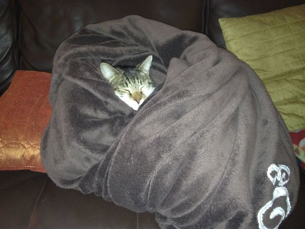 I Left My 3-Year-Old Niece Alone With My Cat For 30 Seconds, Came Back To This