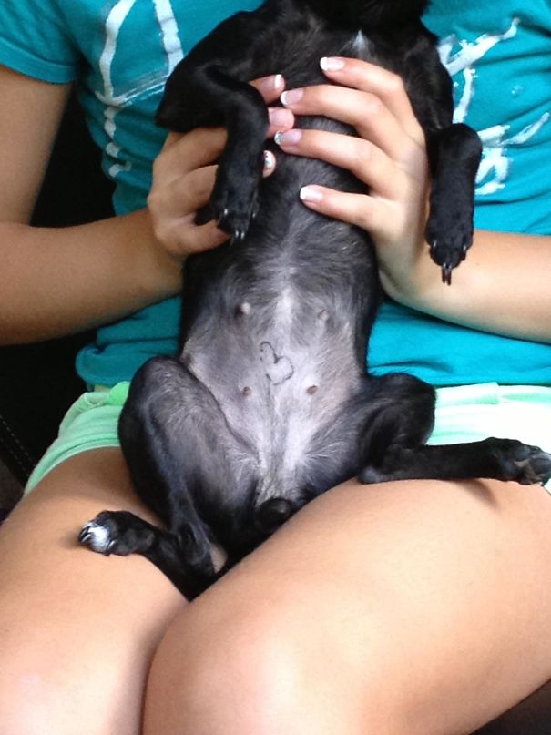 Why I Can't Leave The Kids Alone With The Dog