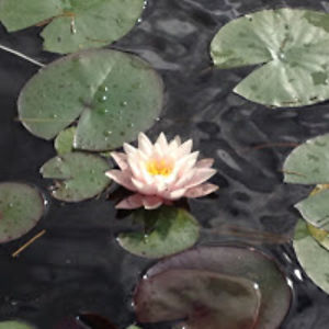 szymonkacperski avatar