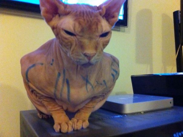 When My 2-Year-Old Daughter Drew On The Cat