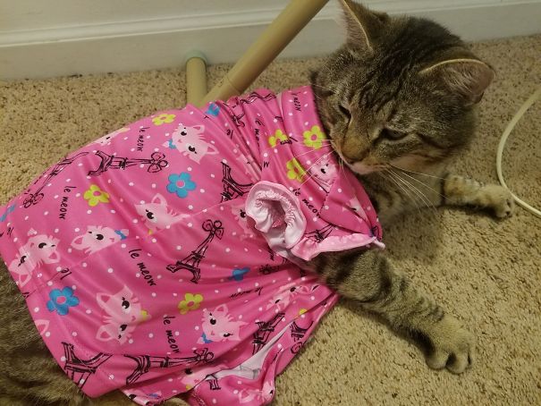 I Can Always Tell When My Daughter Has Been Playing With The Cat