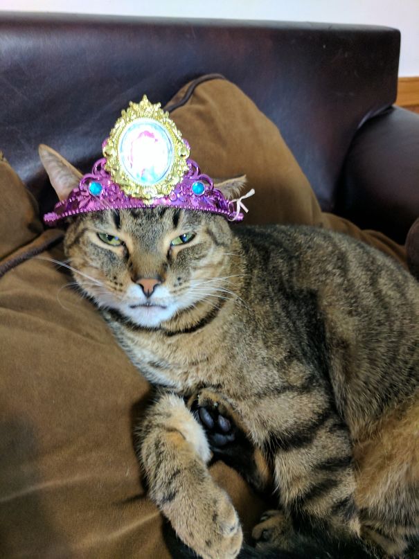 Daughter Made The Cat A Sassy Princess. He's Not Amused