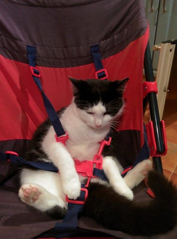 So I Left My Cat With My Little Sister For 5 Minutes