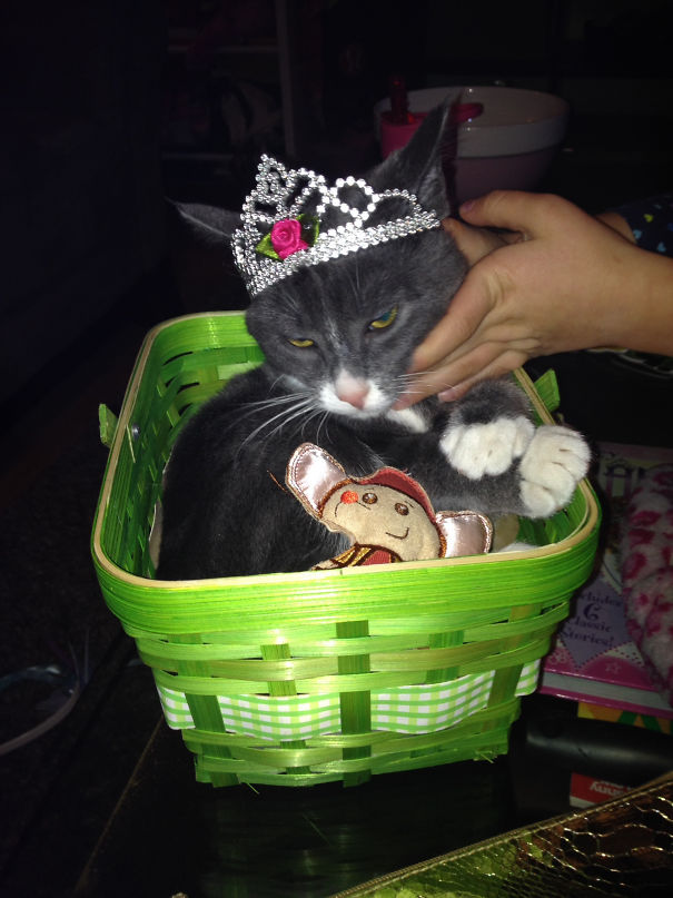 We Have Two Young Daughters And A Cat. The Cat Is Very Accommodating