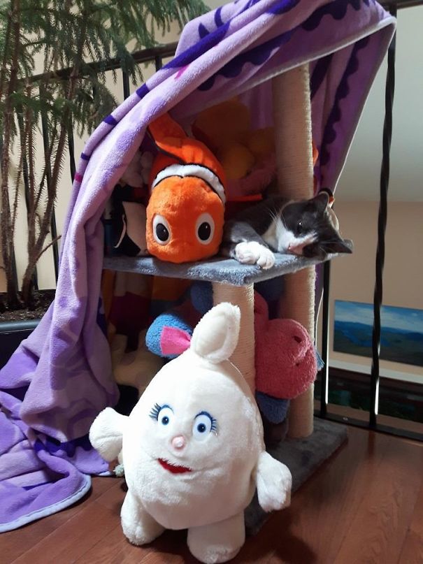 My Daughter Thought Our Cat Needed Accessories For It's Nap