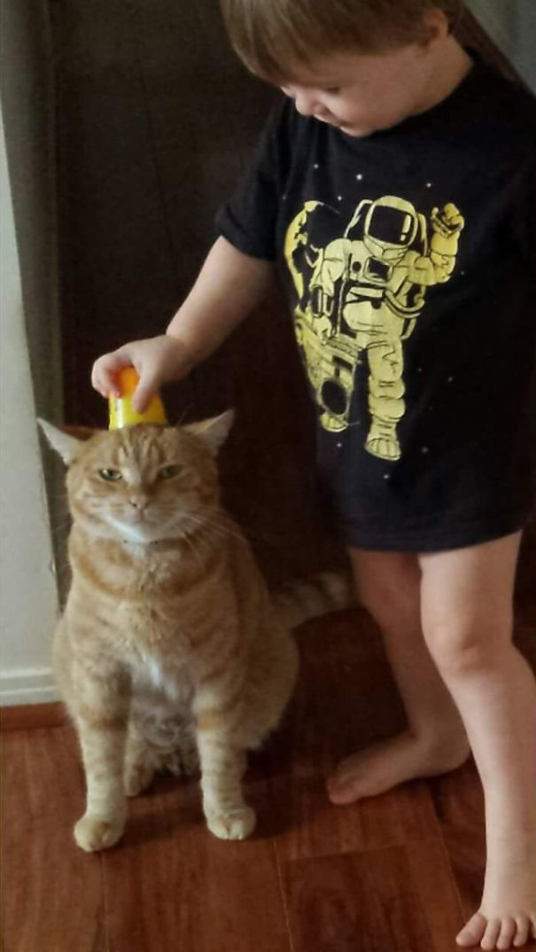 My Son Thinks My Cat Needs A New Hat. Cat Is Amused For Sure