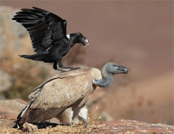 Corvid Telling This Buzzard To Straighten Up And Fly Right