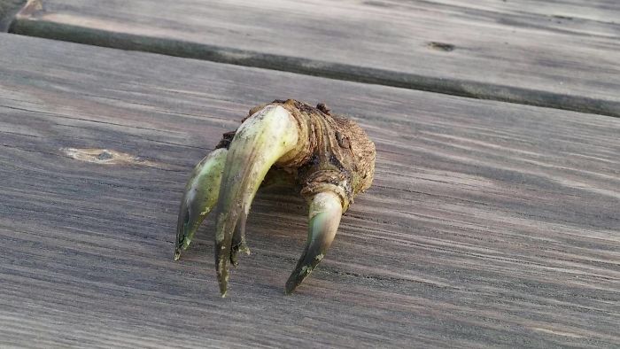 This Horseradish Root Looks Like A Dinosaur Hand
