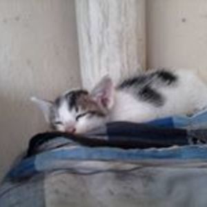 stefanusputra33 avatar