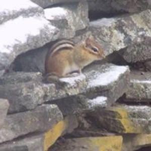 lizzielizardlips avatar