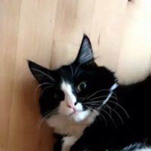 rikke_hokkerup avatar