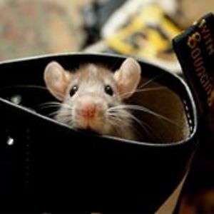 juelda_hanson avatar