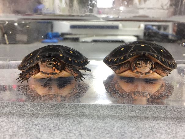 Two small turtles with spotted shells resting on a reflective surface, illustrating pareidolia in everyday objects.